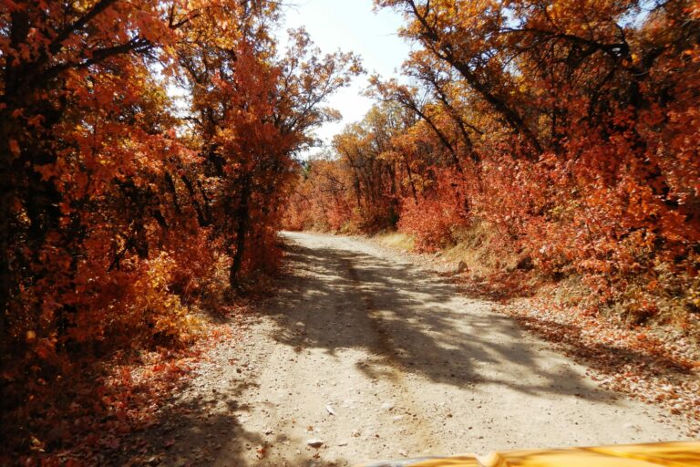 More Color on the Willard Peak Road | Adventures with Quadman | My Local Utah