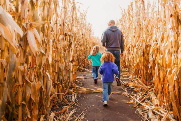 a family of three exploring the corn maze at American West Heritage Center, surrounded by golden corn fields.
