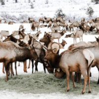 Hardware Ranch Elk Sleigh Ride Holiday Date Ideas in Utah | My Local Utah Hardware ranch sleigh ride winter date ideas my local utah