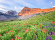An image of the beautiful Timpanogos basin filled with blooming wildflowers- explore my local utah for more outdoor adventures.