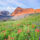 An image of the beautiful Timpanogos basin filled with blooming wildflowers- explore my local utah for more outdoor adventures.