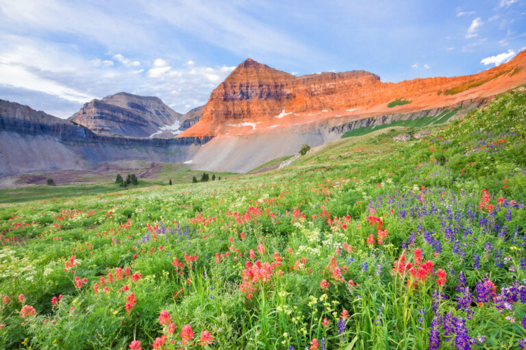 An image of the beautiful Timpanogos basin filled with blooming wildflowers- explore my local utah for more outdoor adventures.