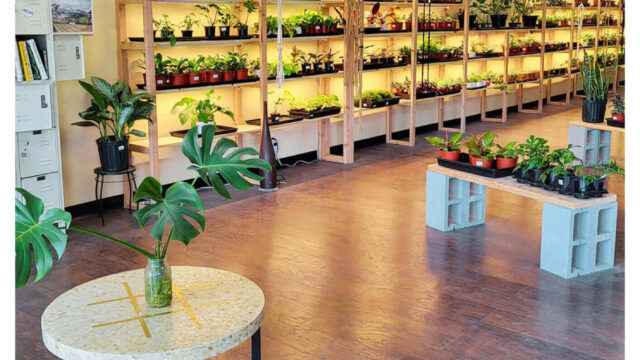 The Jungle Room Plant Co.