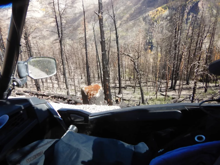 A view of the burned-out woods above marysvale.